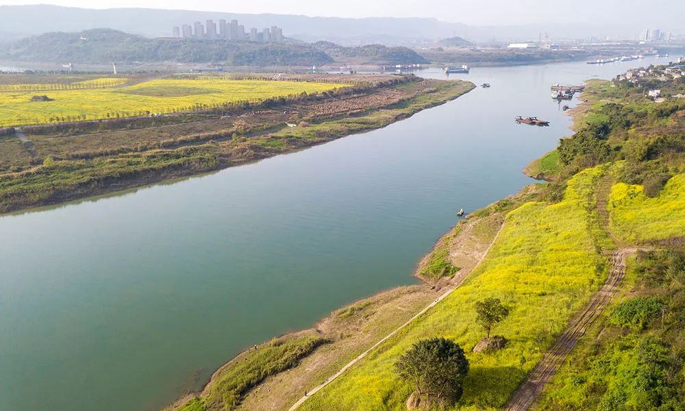 美图重庆春风拂长江两岸披上油菜黄