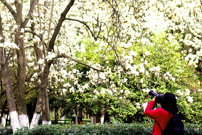 春意盎然西安兴庆湖畔市民踏春赏花寻找一片心灵的净土