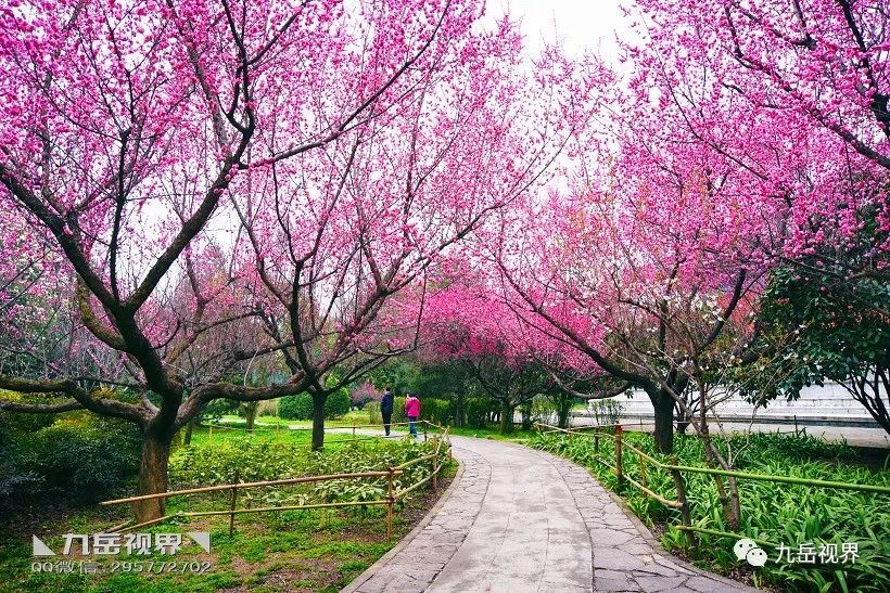 ◣九岳视界◥ 春到周至逛梅林_梅花