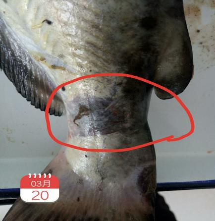 好润分享春季斑点叉尾鮰套肠病