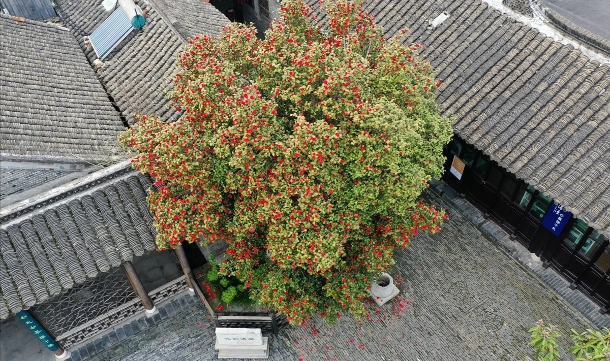 原创泰州姜堰的溱潼古镇壮观的万朵古山茶已盛开更有溱潼八景之美