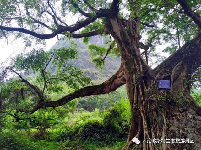 足迹触摸美丽的春天吧~信息来源:环江木论喀斯特生态旅游景区返回搜狐