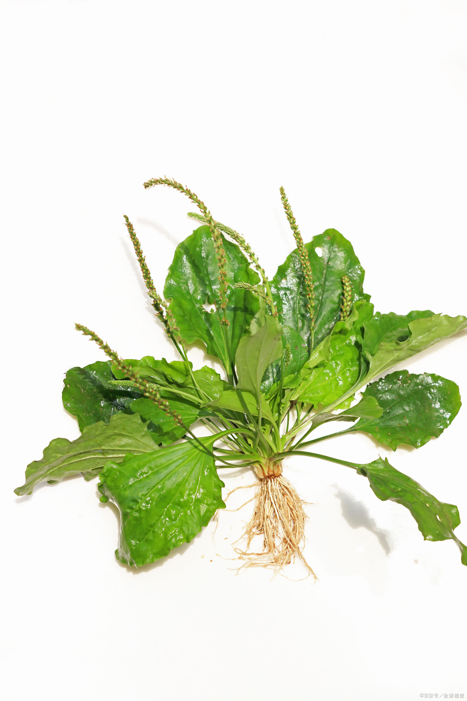 5 泽桂癃爽胶囊 由泽兰,肉桂,皂角刺等中药组成,针对慢性前 列腺炎的