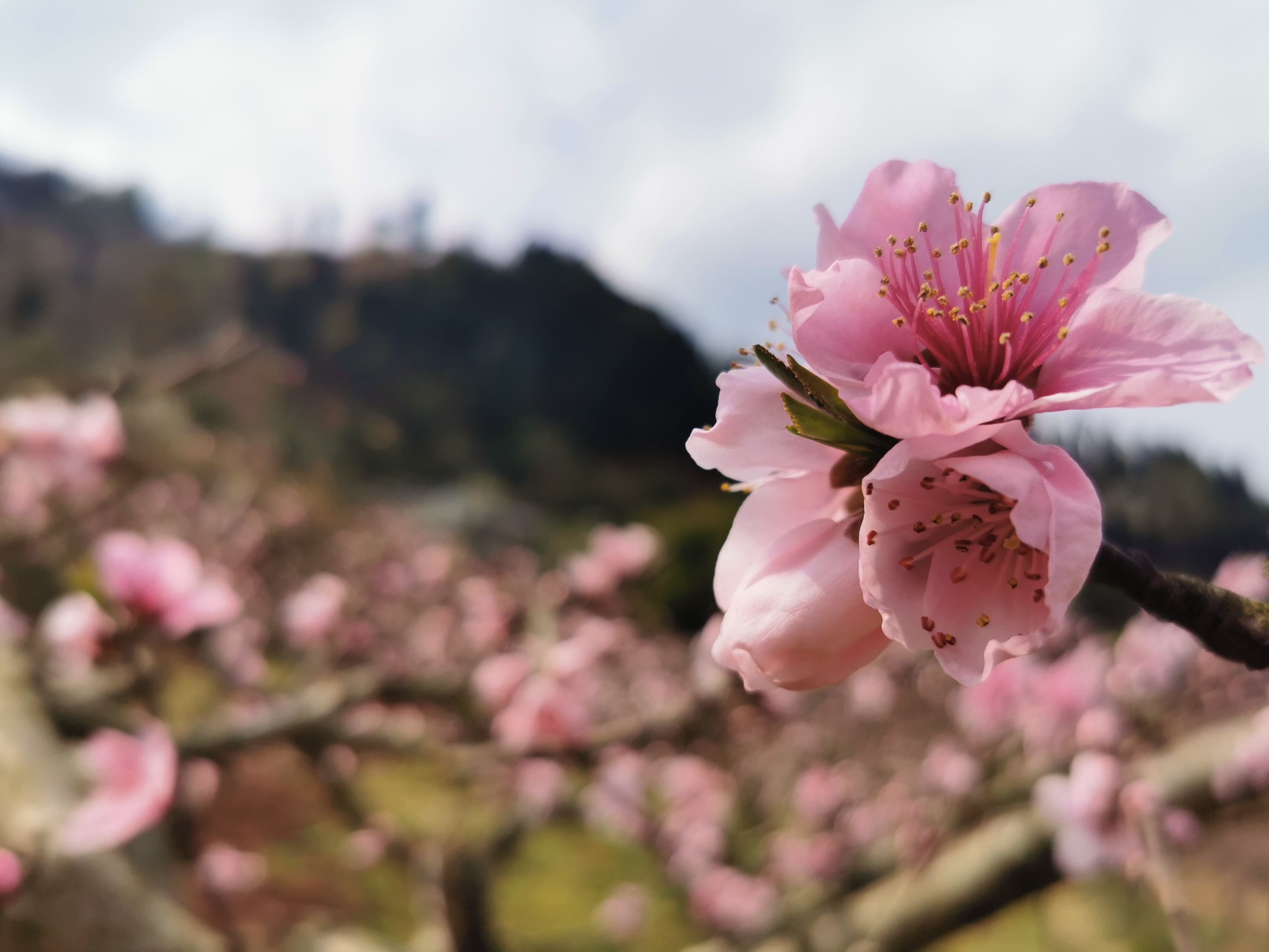 桃花故里有限開放了但需加強防護