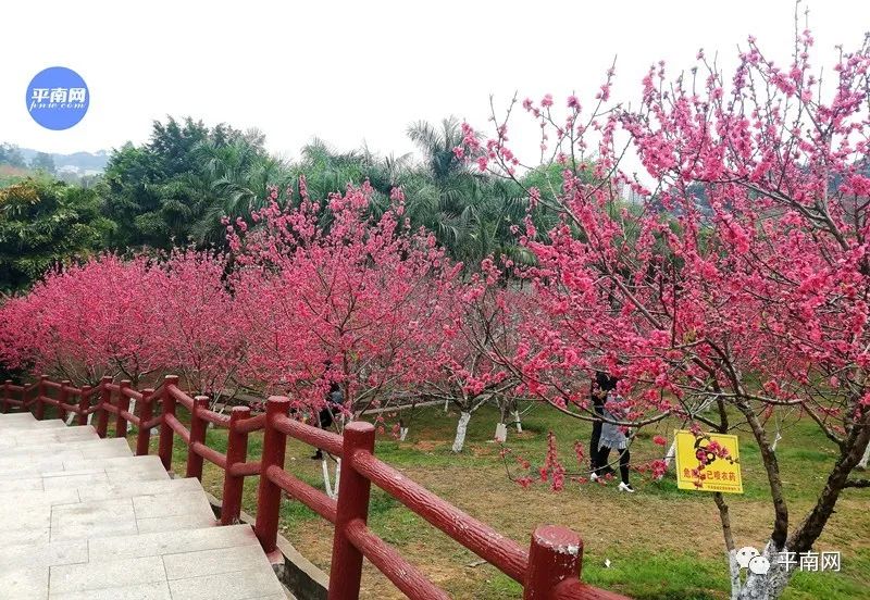 春風十里不如一樹桃花開平南生態公園滿山桃花醉人眼