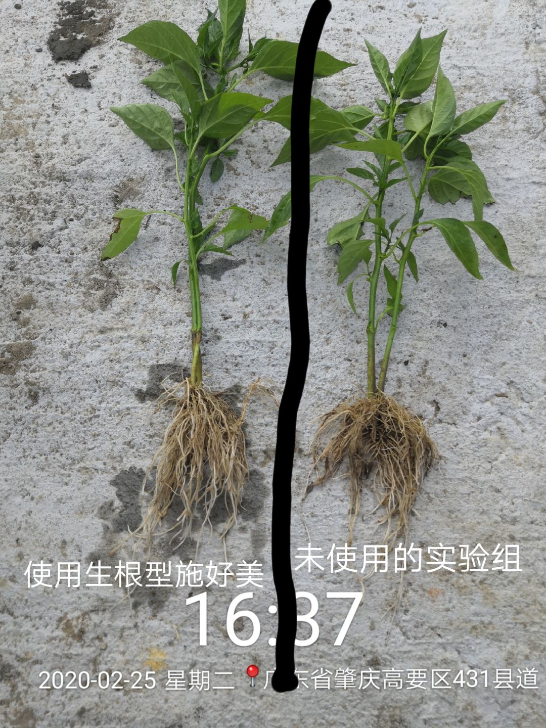 生根,养根,护根,就用京博施好美!_根系