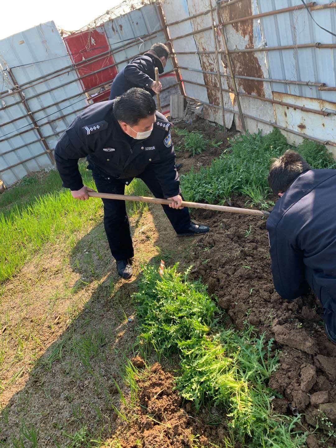 邳州警方查获一起非法种植罂粟案