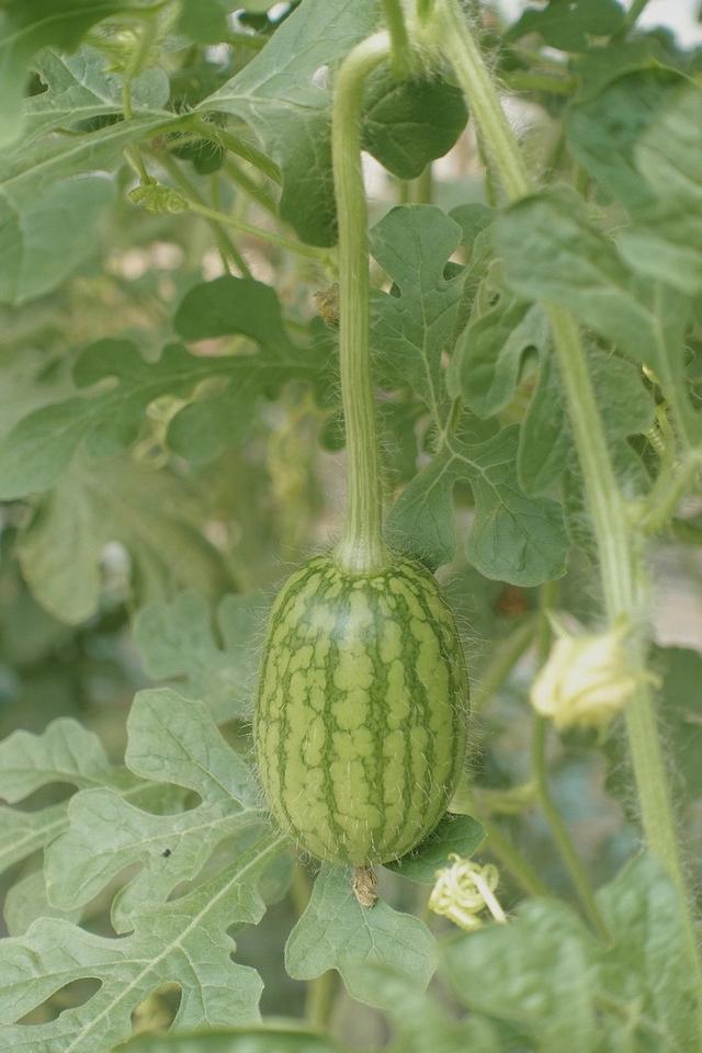 (4),西瓜整枝留蔓不合理,植株密度过大,蔓叶相互屏蔽株行间通风透光差