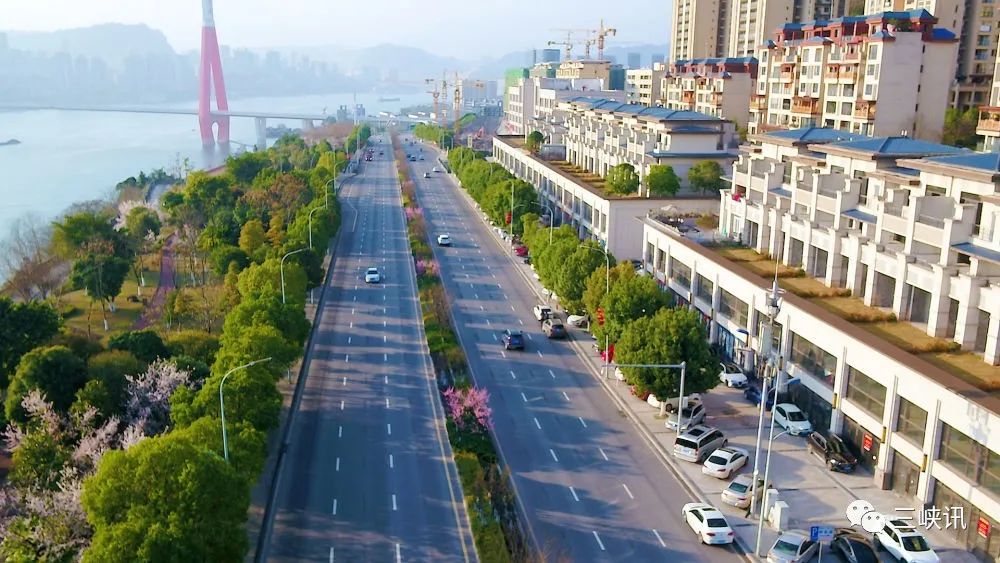 万州江南新区红叶李花盛开.