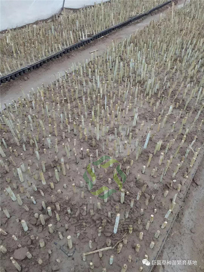 春季巨菌草播种季不负春光莫误农时北方如何种植巨菌草产量高