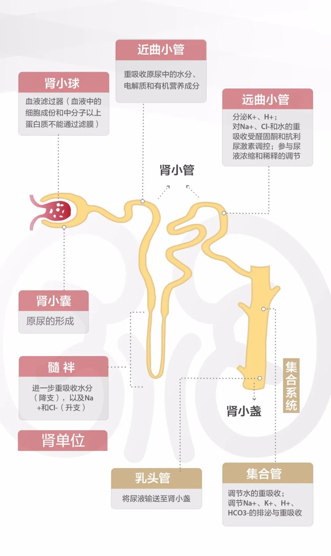 而肾脏所具有的强大代偿功能在客观上易于掩盖早期肾损伤,如错过早期