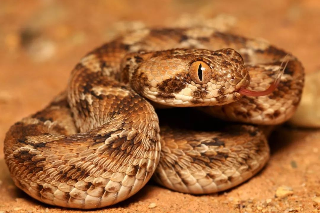 阿尔及利亚沙壁虎↓这种石头像不像造景中的岩组?