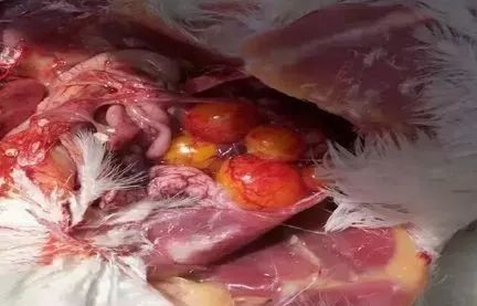 输卵管内经常排出黄,白色脓样的分泌物,污染肛门周围及其下面的羽毛