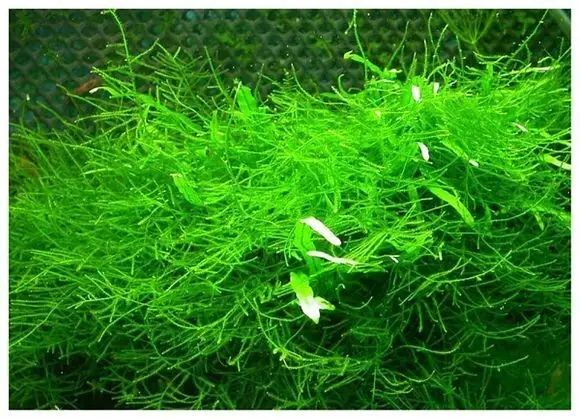 草缸迷·百科——常见莫斯品种_莫丝