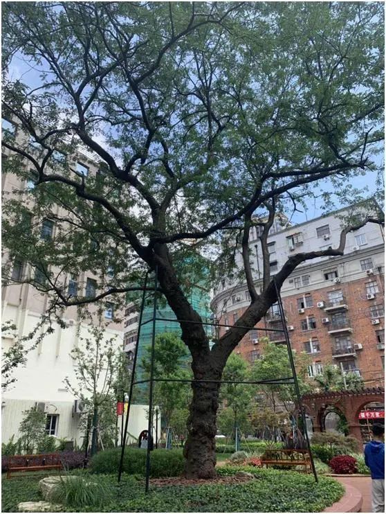 看过来虹口公园的这些百年古树等你来认养