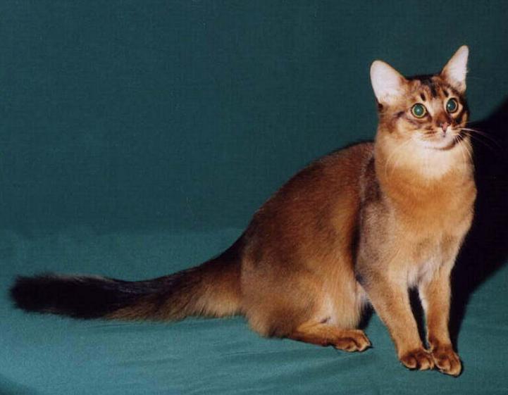 猫猫品种介绍图鉴4期阿比西尼亚猫