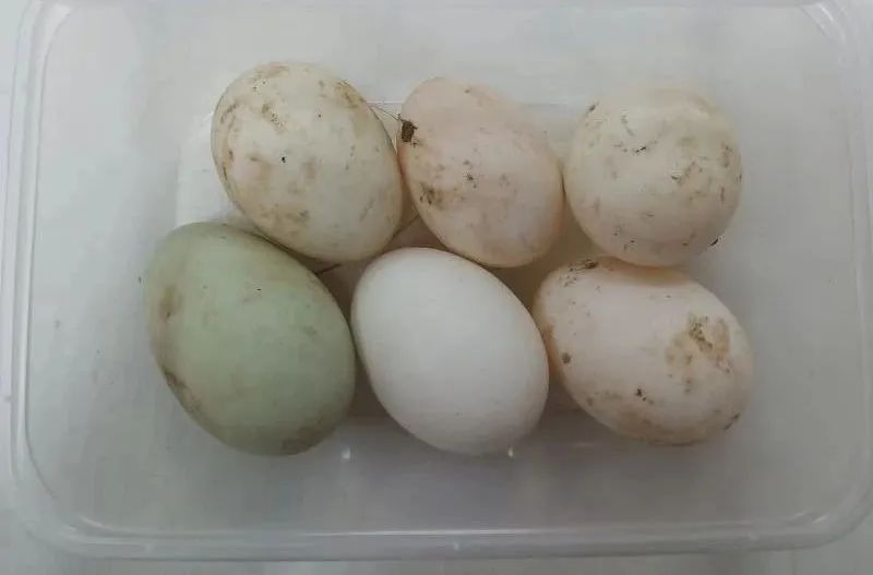 (鸭蛋实拍图)活动更多详情往年这个时候忠英农场的飞鸭早已被成批成批