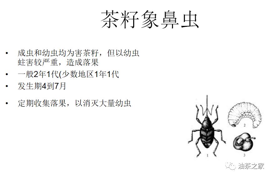 油茶五月份常见的虫害之象鼻虫怎么防治