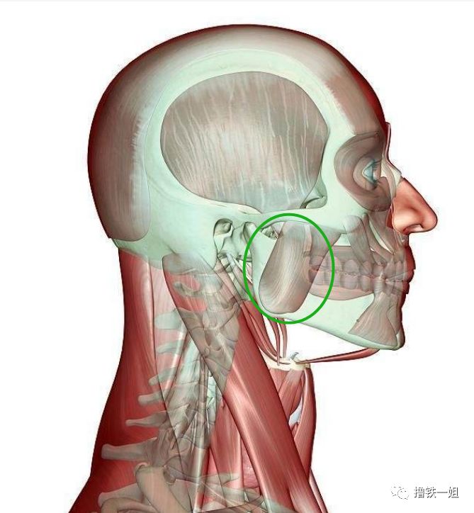 一口饭嚼32次是可以让自己吃的更慢,更健康,但是咀嚼这个动作对咬肌