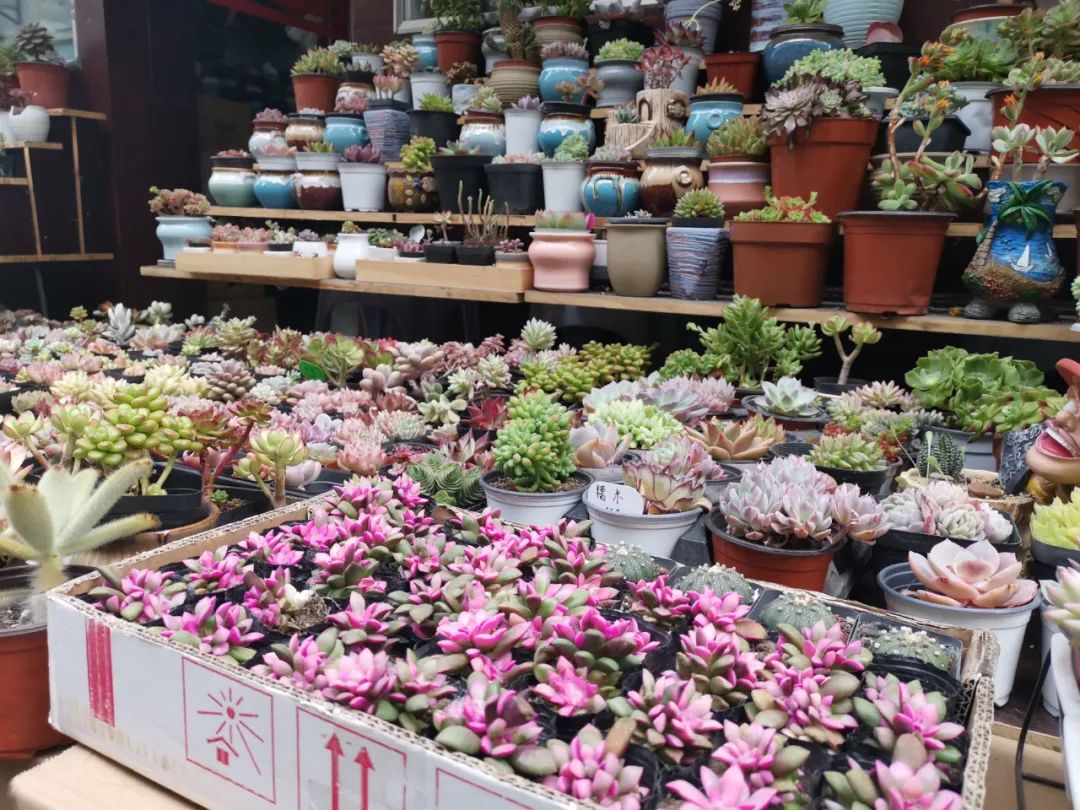 春暖花开今天皮市街花鸟市场也开了