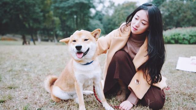 原創網紅柴犬為何那麼多人想養原來有這6個優點你動心了嗎