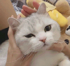 283_266gif 动态图 动图