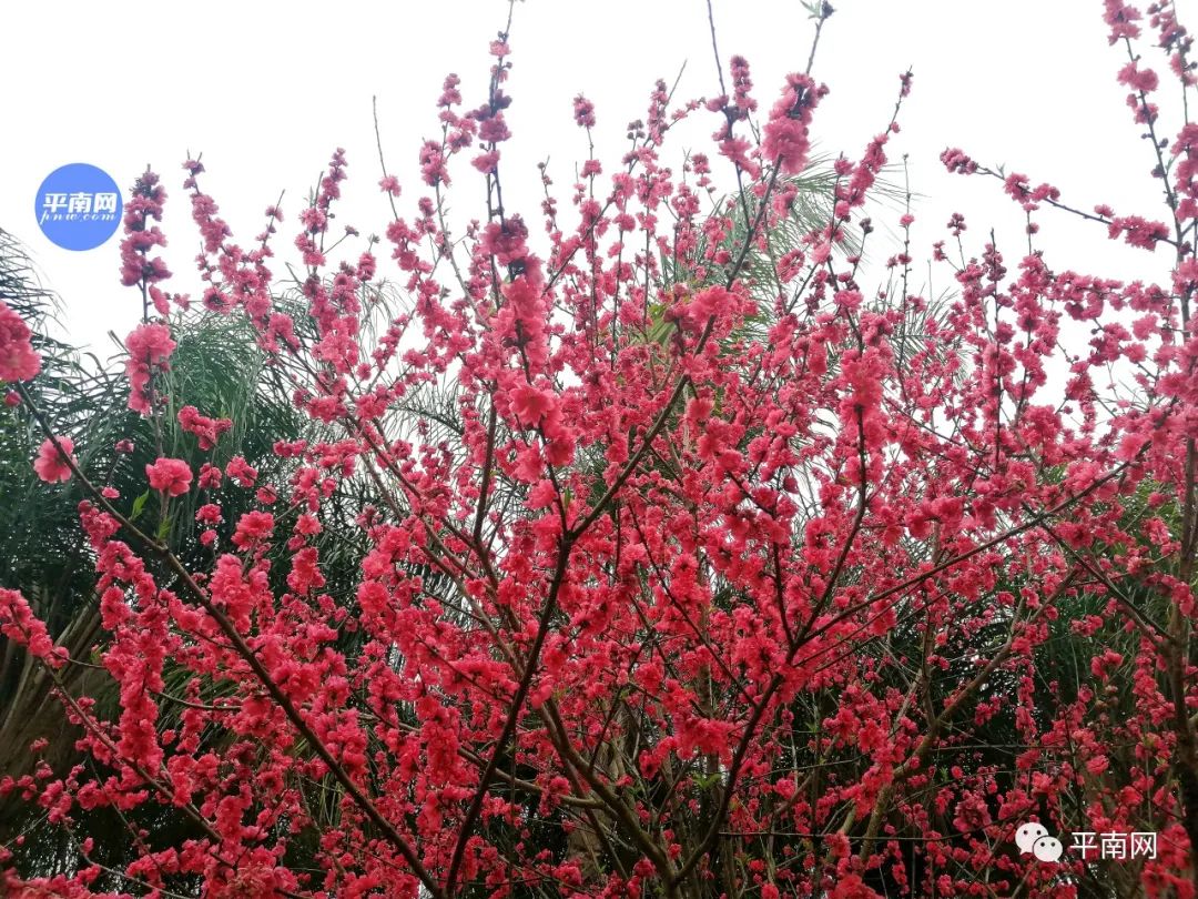 春风十里不如一树桃花开平南生态公园满山桃花醉人眼