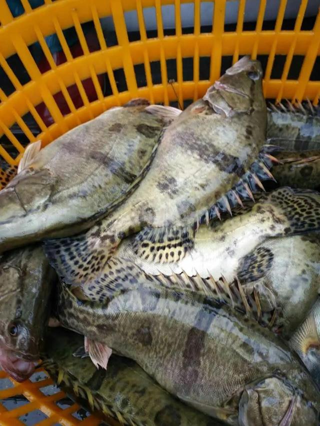 去年的"臭鳜鱼"消费刺激和史无前例的高价格,吸引了许多新养殖户加入