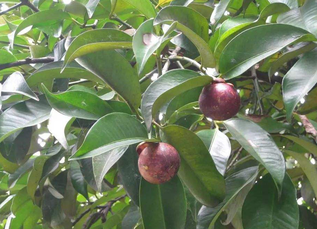 山竹为什么贵5个原因看完觉得卖便宜了