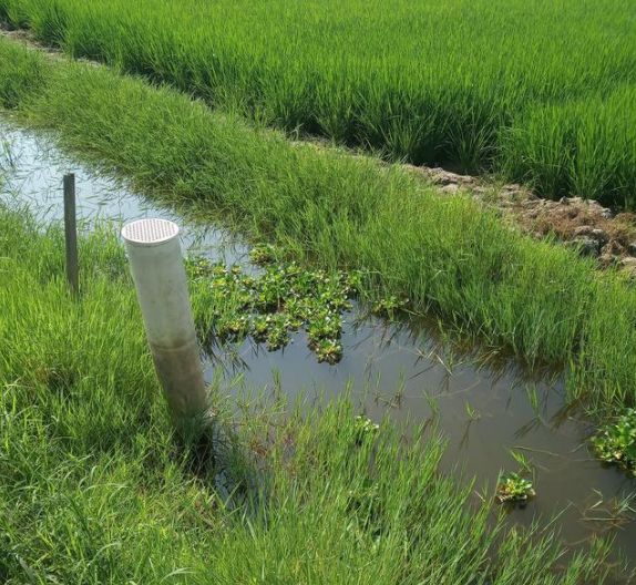 稻虾田田埂边上的杂草对小龙虾养殖有什么影响应该如何处理