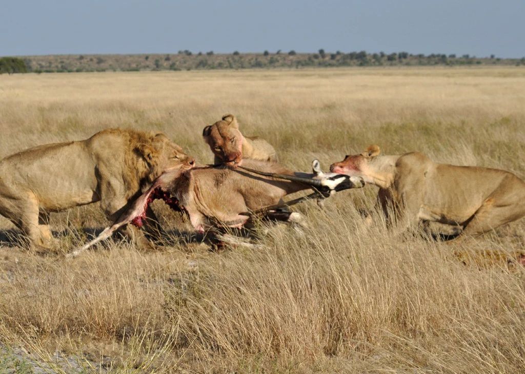原创狮子都很怕水非洲存在湿地狮子肌肉更发达擅长水中捕猎