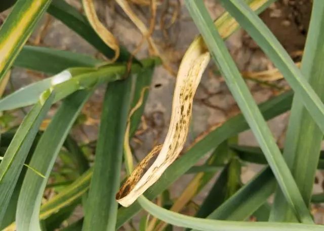 大蒜干尖黄叶真的是缺肥吗为了大蒜高产农民要注意