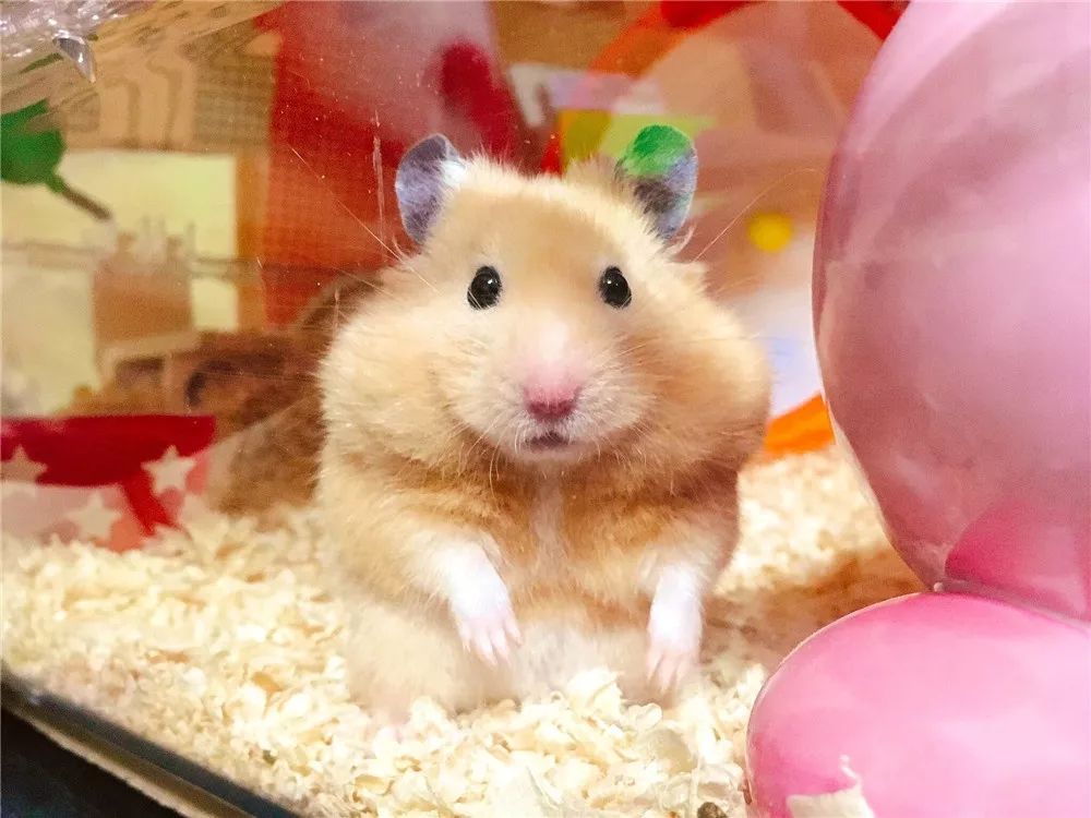 仓鼠腮帮子大赛满屏圆滚滚毛茸茸敲可爱