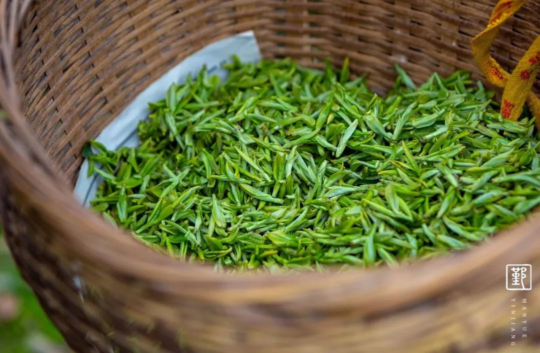 品一口早茶,这是"春的滋味"_茶叶