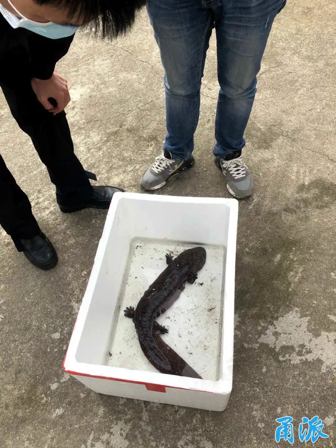 象山村民发现好大一条四脚怪鱼