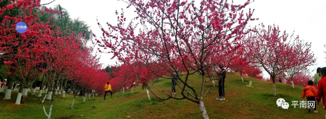 春风十里不如一树桃花开平南生态公园满山桃花醉人眼