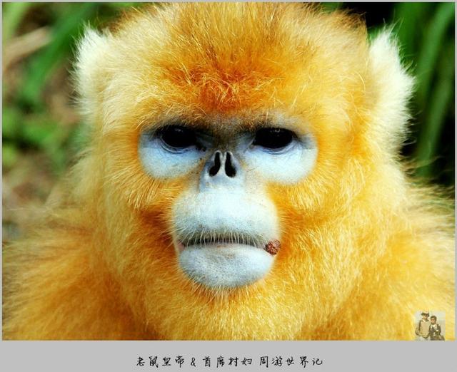 原创湖北神农架看国宝金丝猴猴王怒吼霸气吓人难得一见人猴共舞