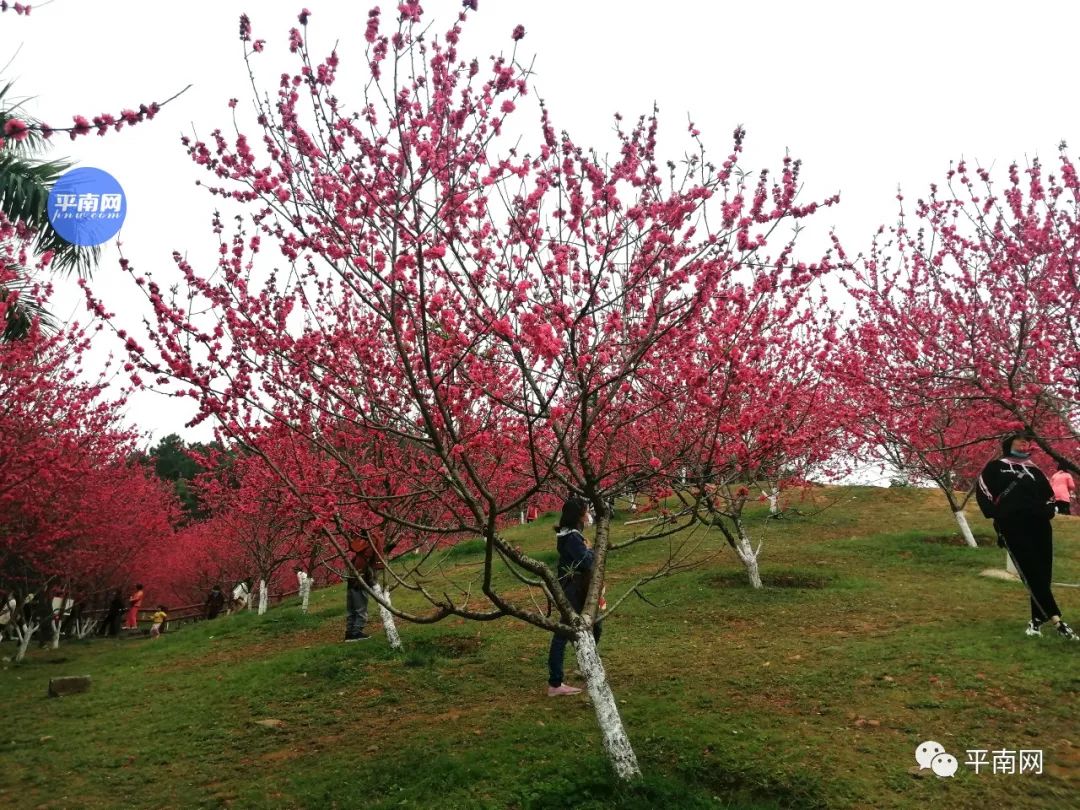 春风十里不如一树桃花开平南生态公园满山桃花醉人眼