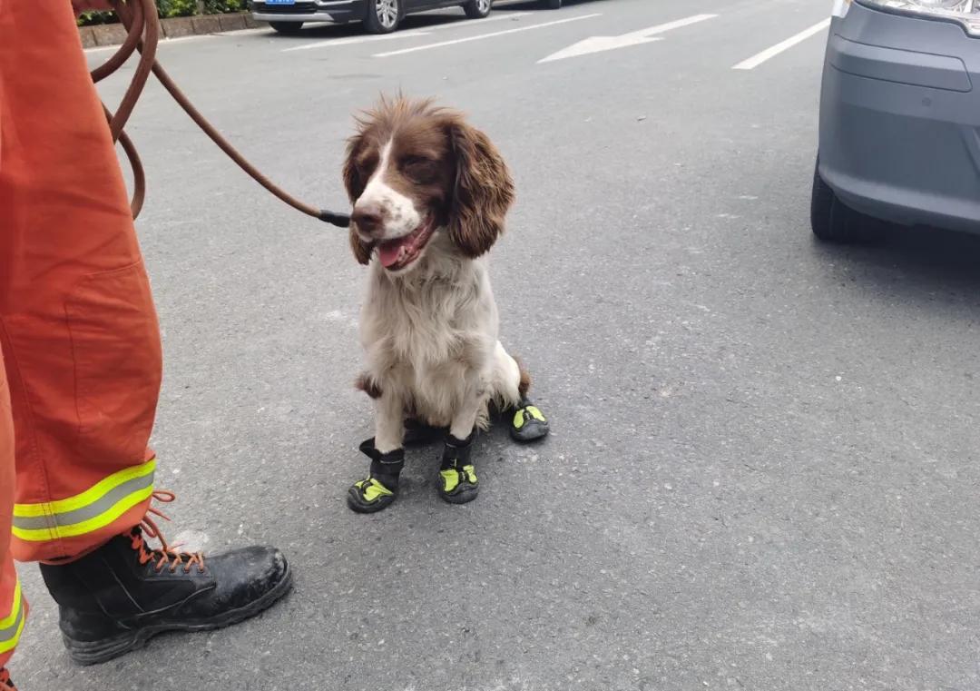 泉州搜救犬贝贝救出3人后四肢感染网友质疑给搜救犬穿鞋有这么难吗
