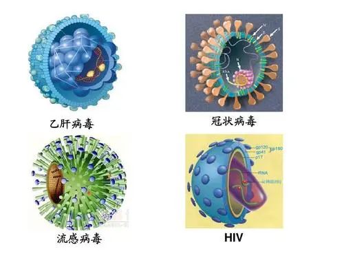 十种常见病毒图片