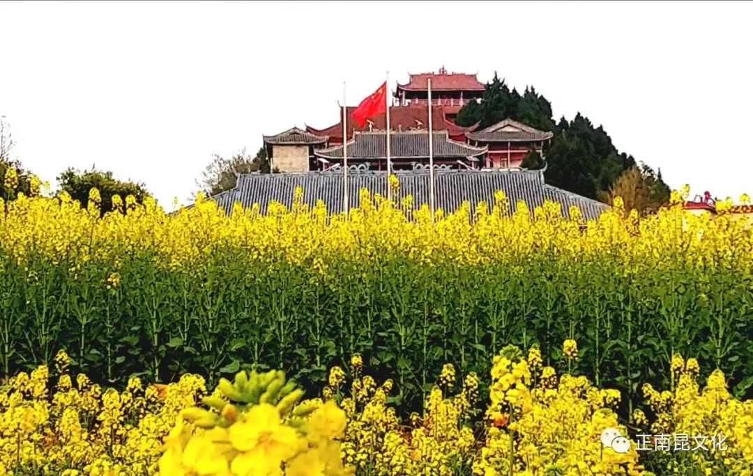 抗击疫情拥抱春天2020南部县西水镇网络油菜花文化节