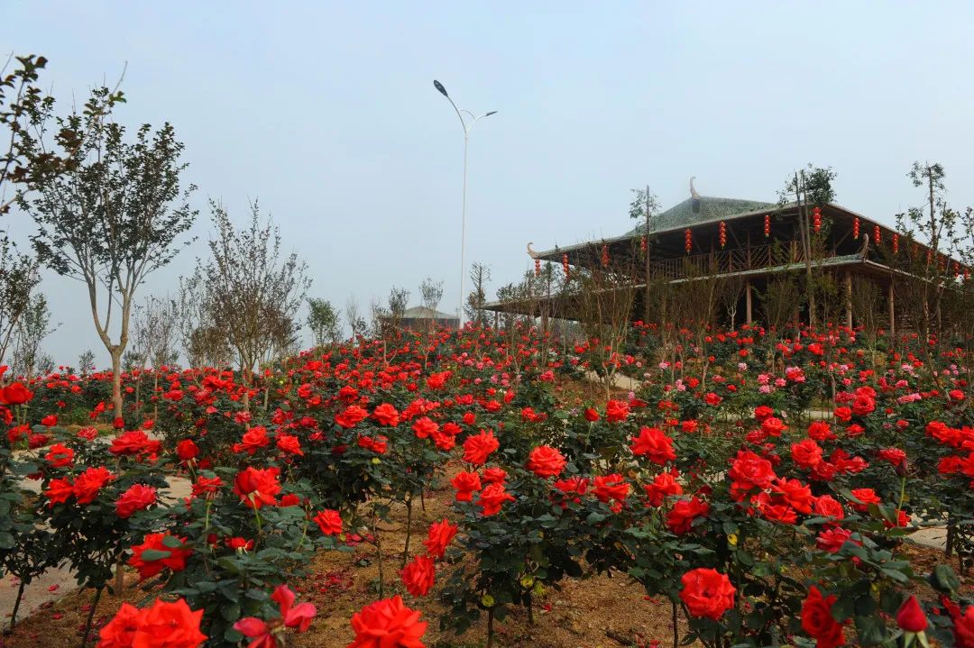 3月31日前游客免费入园英德徐家庄邀你赏千亩花海