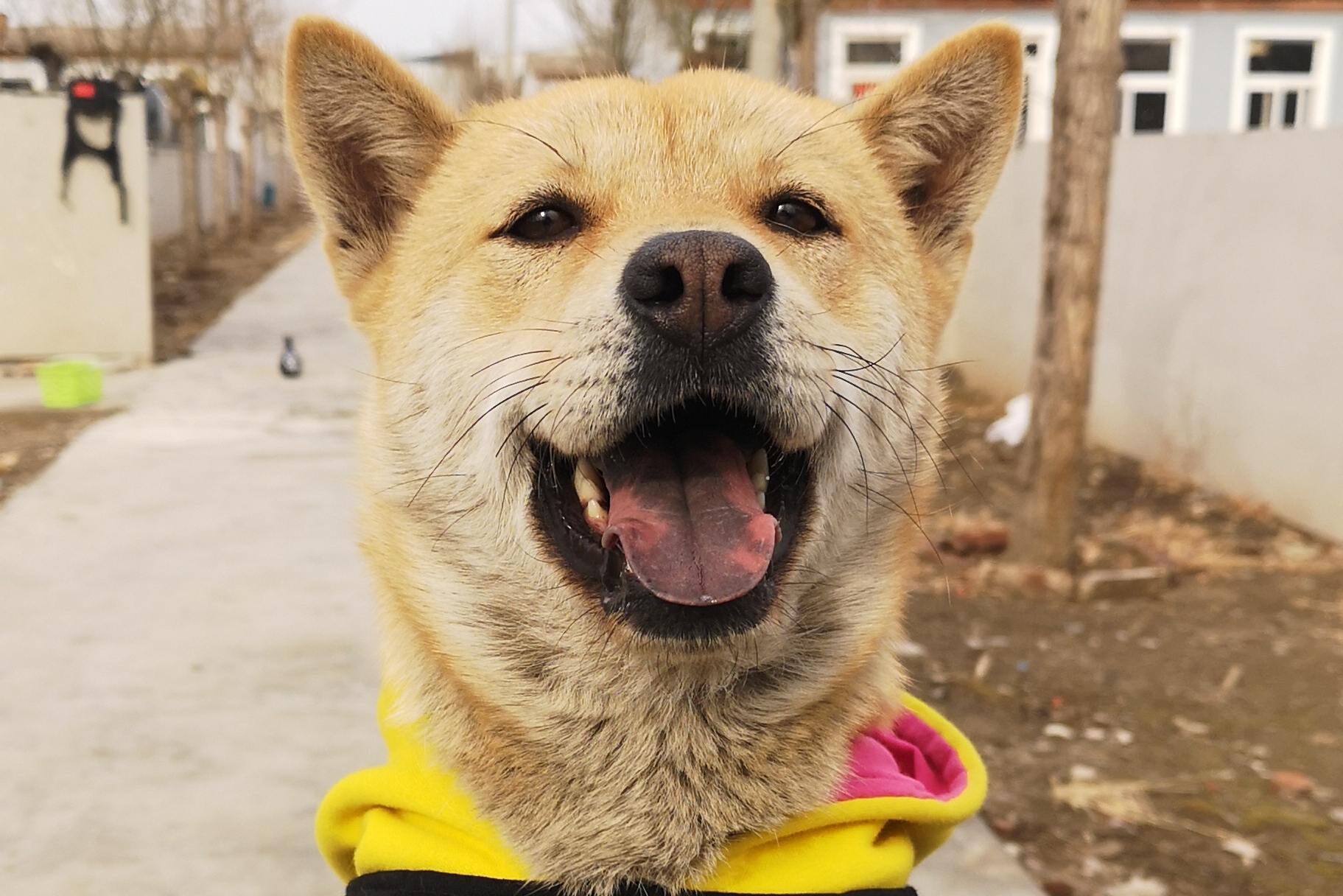 阳光安静的中午田园犬大黄安静的躺在你的腿上