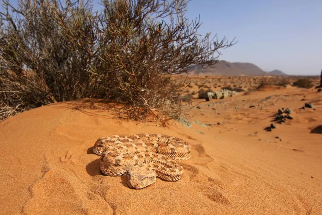 沙漠不是生命的荒漠