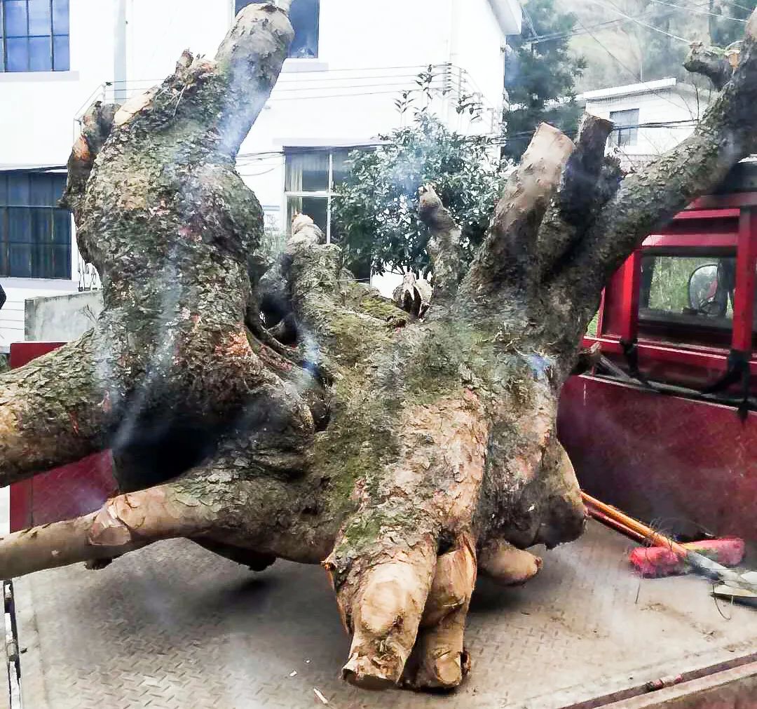 鸡血树图片欣赏图片