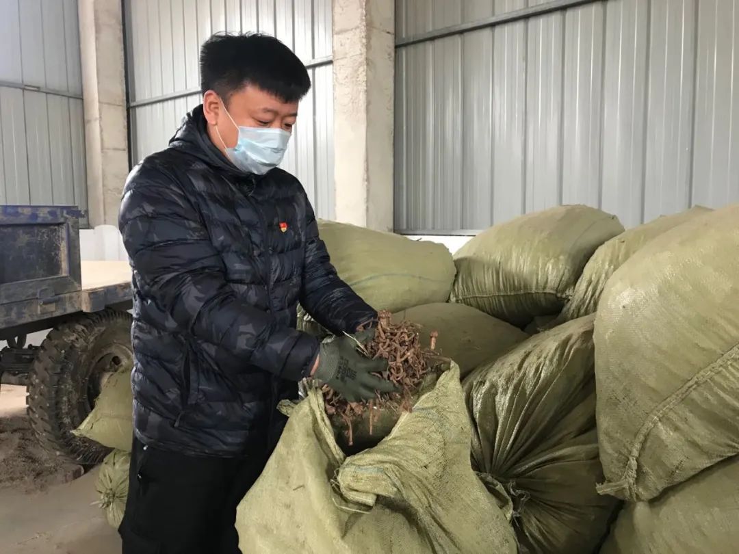 但今年受疫情影响,药材批发商的成品卖不出去,没有人再来收购蒲公英根