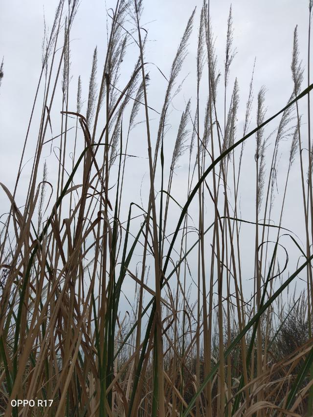 南荻与芦苇的区别,意思(第3页)_大山谷图库