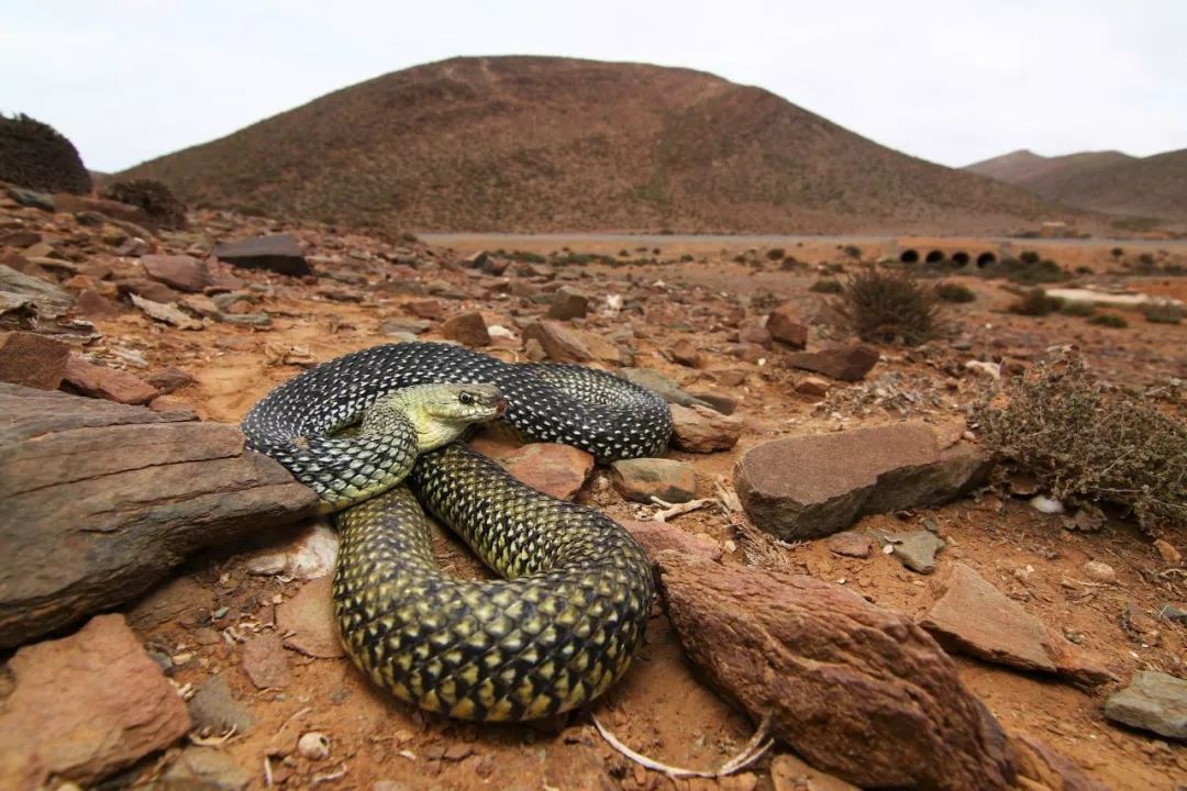 沙漠不是生命的荒漠