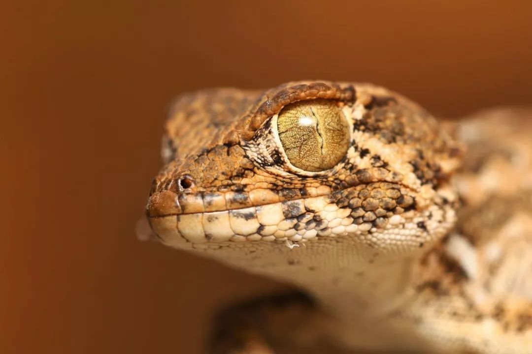 沙漠不是生命的荒漠