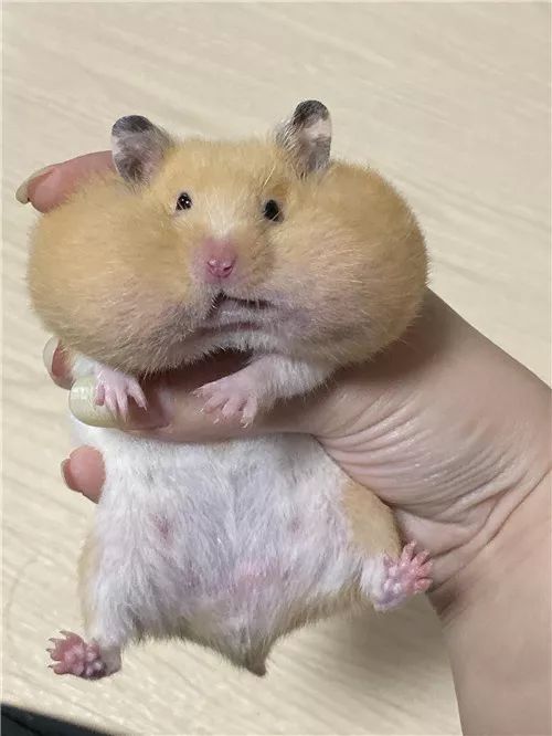 仓鼠腮帮子大赛满屏圆滚滚毛茸茸敲可爱